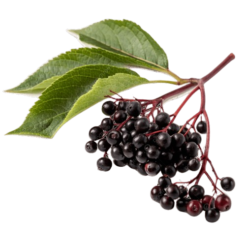 Elderberry Extract